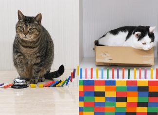 Cute Kitties Plays Dominoes Falling