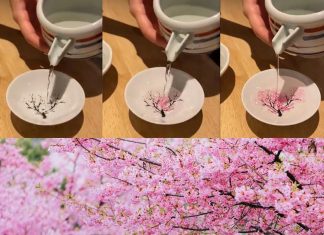 Magical and Beautiful Cherry Blossoms pottery