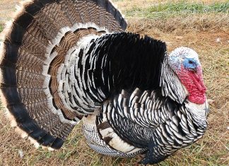 How the Turkey got its name