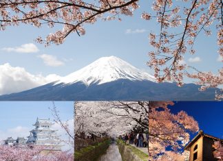Cherry Blossom Season is Beginning in Japan!