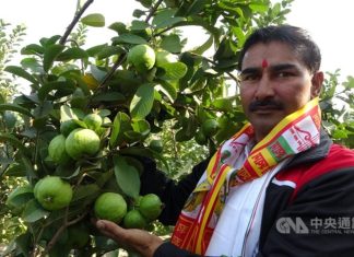 Indian bank teller finds cash cow in Taiwanese guavas Kapil Sharma is recently pictured with the guava trees he grows in a village in the Indian state of Haryana, which surrounds the capital territory of Delhi on three sides.