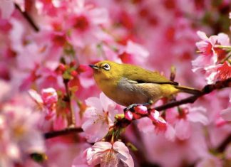 Best Place to see Cherry Blossom in TAIWAN Spring in Taiwan