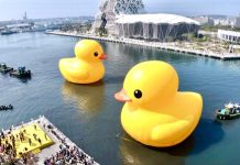 Iconic giant rubber ducks set afloat in Kaohsiung as festival opens giant rubber ducks