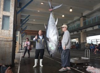 First tuna catch of the season recorded in Yilan’s Su’ao Township tuna